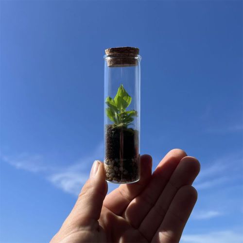 Ecosystem - Image 3